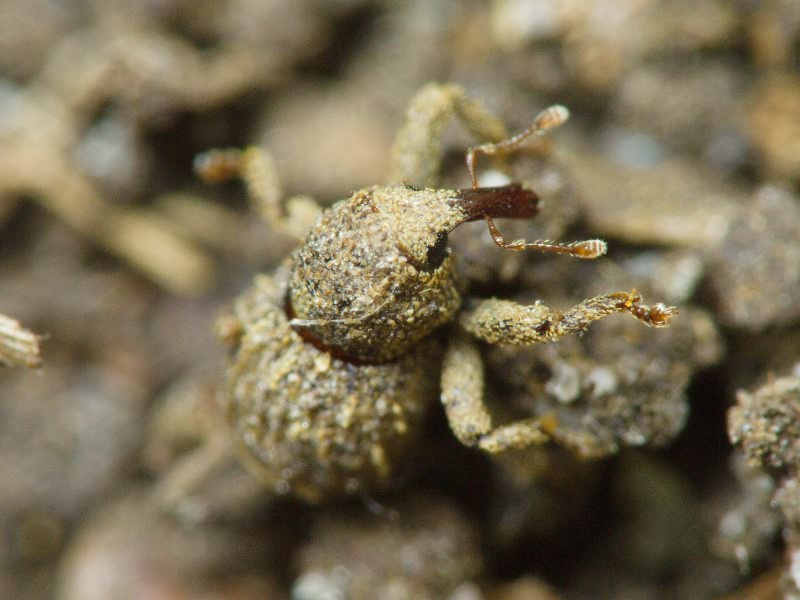 Acalles (Acalles) echinatus (Germar, 1824)